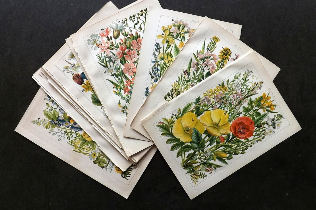 Gordon, W. J. C1900 Lot of 16 Botanical Prints. (1 of 3)