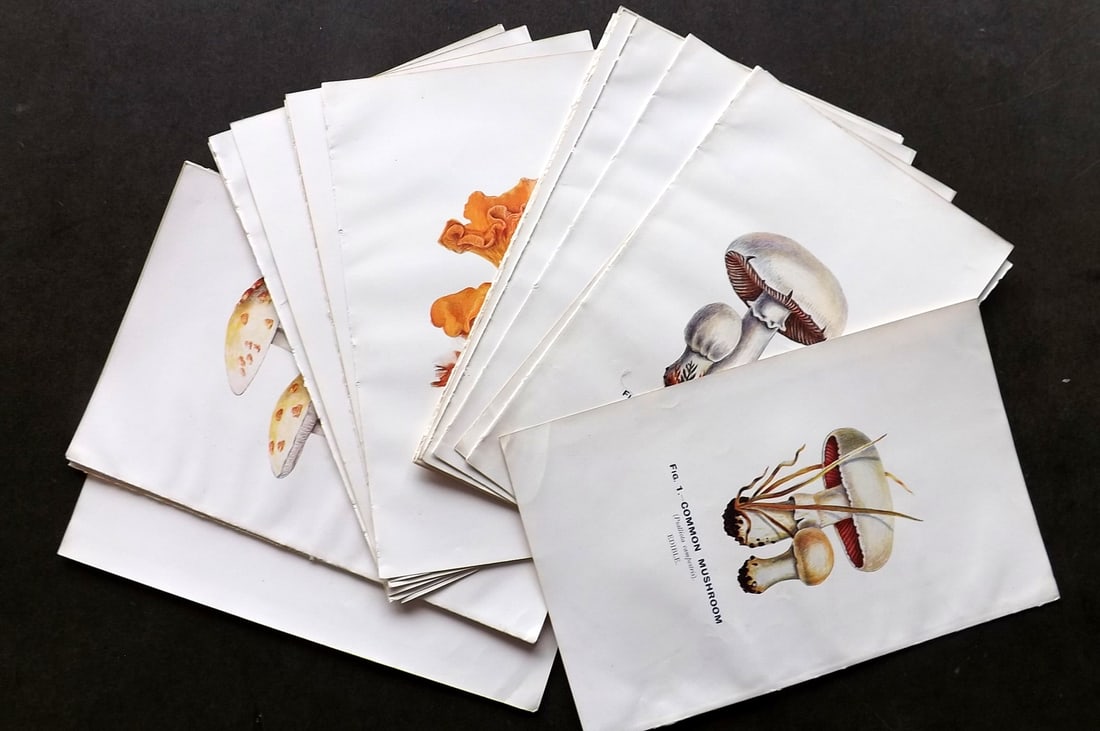 MAFF 1930 Lot of 24 Mushroom Fungi Prints (1 of 4)