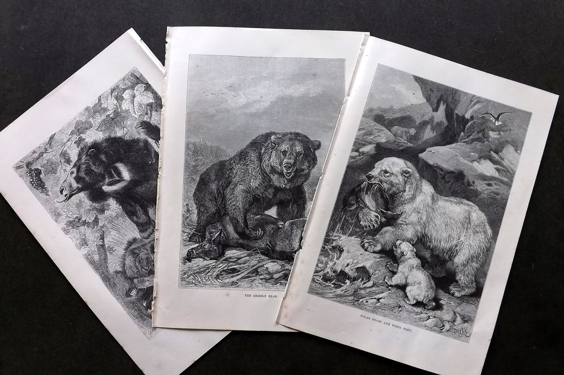 Lydekker, Richard 1896 Lot of 3 Prints. Bears (1 of 2)