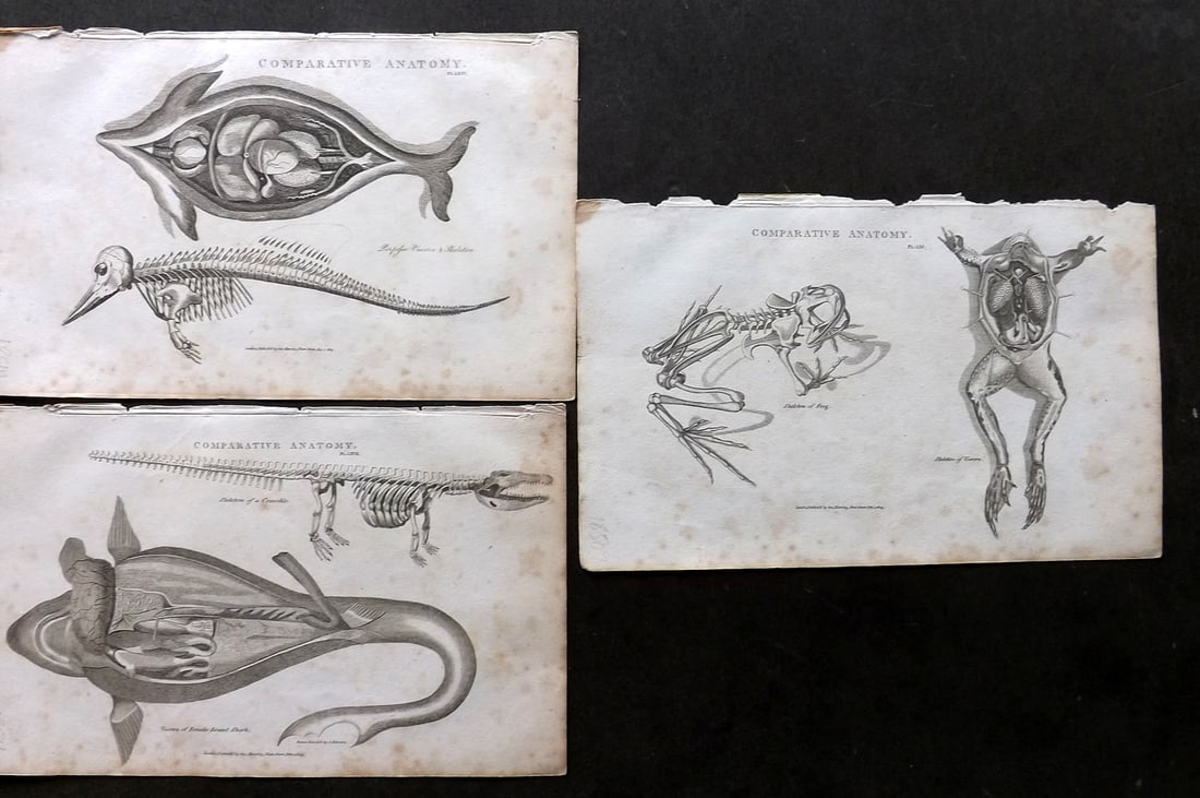 Good, John 1813 Lot of 3 Prints. Anatomy of Crocodile, Shark, Dolphin, Frog: Copper Plate Published 1806-13, London for "Pantologia: A New Cyclopaedia, Comprehending a Complete Series of Essays" by John Mason Good et al. Paper Size: 9.5 x 6 inch (24 x 15cm) Some toning present