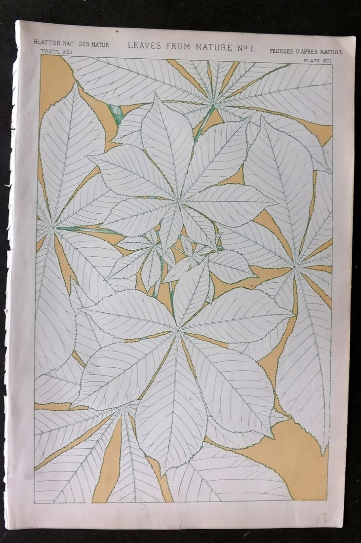 Jones, Owen 1868 Design Print. Leaves from Nature No. 1: Chromolithograph Published 1868 by Bernard Quaritch, London for "The Grammar of Ornament" by Owen Jones. Paper Size: 13 x 9 inch (33 x 23cm) Good Condition