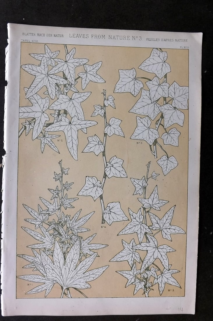 Jones, Owen 1868 Design Print. Leaves from Nature No. 3 (1 of 1)