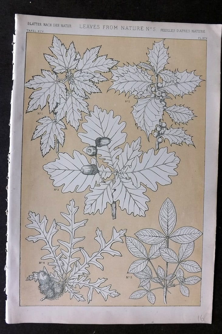 Jones, Owen 1868 Design Print. Leaves from Nature No. 5 (1 of 1)