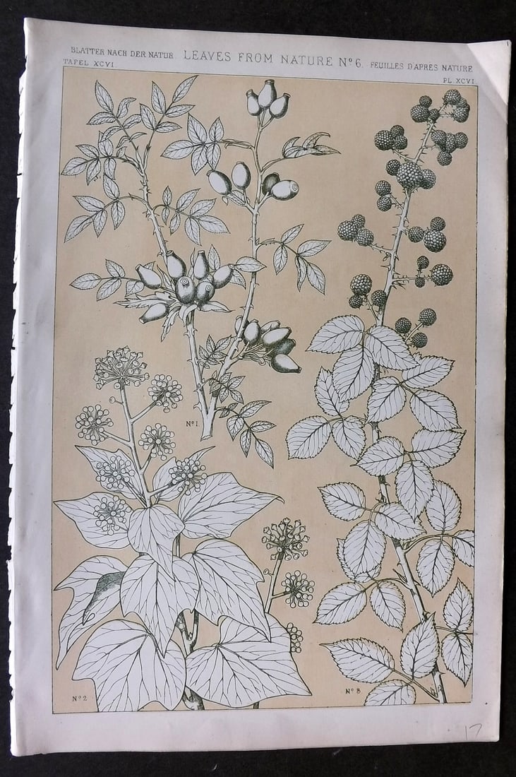 Jones, Owen 1868 Design Print. Leaves from Nature No. 6: Chromolithograph Published 1868 by Bernard Quaritch, London for "The Grammar of Ornament" by Owen Jones. Paper Size: 13 x 9 inch (33 x 23cm) Good Condition