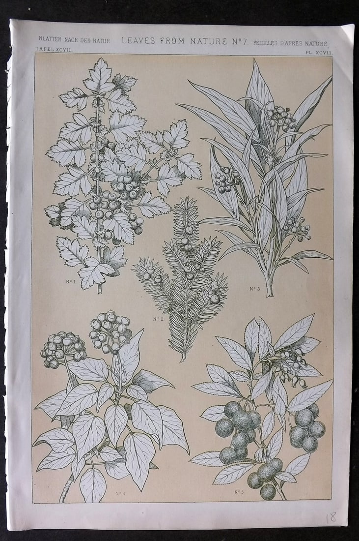 Jones, Owen 1868 Design Print. Leaves from Nature No. 7: Chromolithograph Published 1868 by Bernard Quaritch, London for "The Grammar of Ornament" by Owen Jones. Paper Size: 13 x 9 inch (33 x 23cm) Good Condition