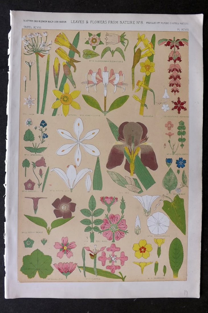 Jones, Owen 1868 Design Print. Leaves & Flowers from Nature No. 8: Chromolithograph Published 1868 by Bernard Quaritch, London for "The Grammar of Ornament" by Owen Jones. Paper Size: 13 x 9 inch (33 x 23cm) Good Condition