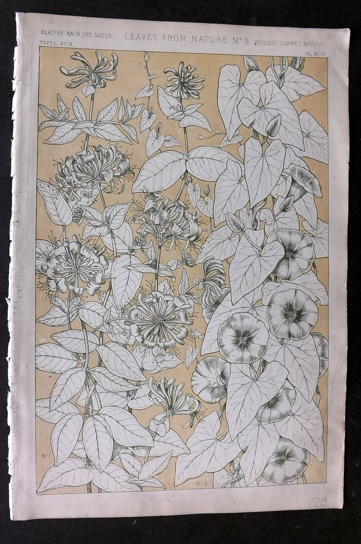 Jones, Owen 1868 Design Print. Leaves from Nature No. 9: Chromolithograph Published 1868 by Bernard Quaritch, London for "The Grammar of Ornament" by Owen Jones. Paper Size: 13 x 9 inch (33 x 23cm) Good Condition