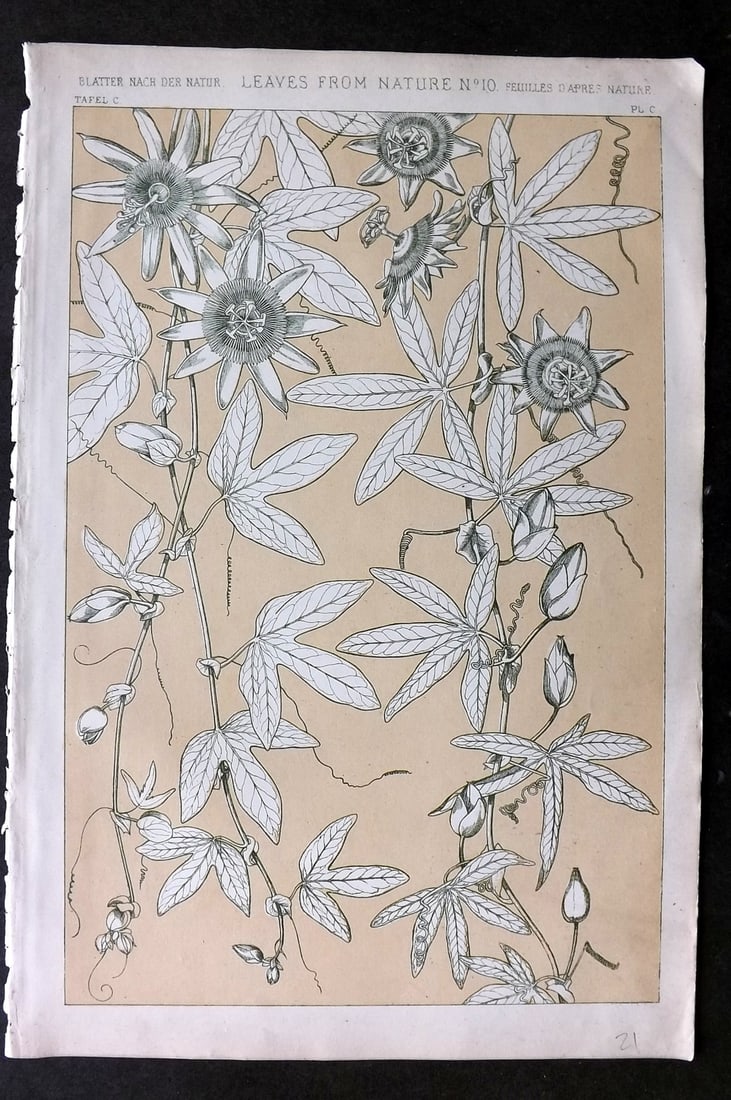 Jones, Owen 1868 Design Print. Leaves from Nature No. 10: Chromolithograph Published 1868 by Bernard Quaritch, London for "The Grammar of Ornament" by Owen Jones. Paper Size: 13 x 9 inch (33 x 23cm) Good Condition