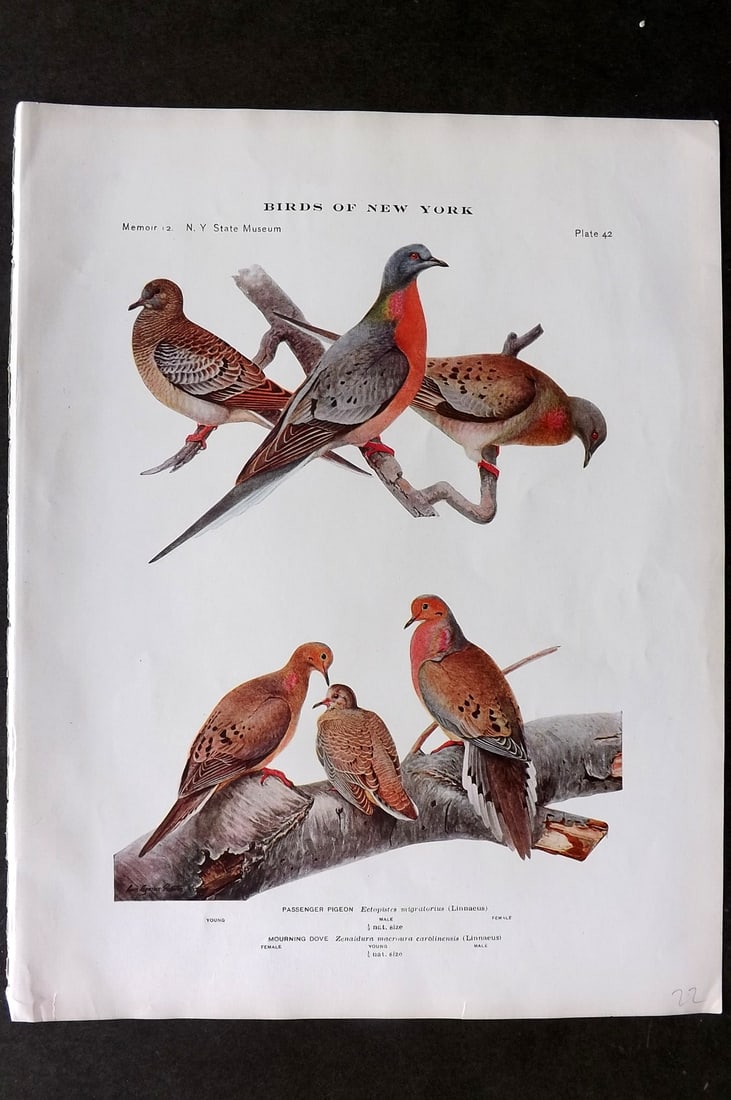 Eaton & Fuertes Birds of New York 1910 Bird Print. Extinct Passenger Pigeon, Mourning Dove 42: Collotype Published 1909-15, Albany for "The Birds of New York" by Elon Howard Eaton. Illustrated by Louis Agassiz Fuertes. Part of the New York State Museum Annual Report Series. Paper Size: 11.5 x