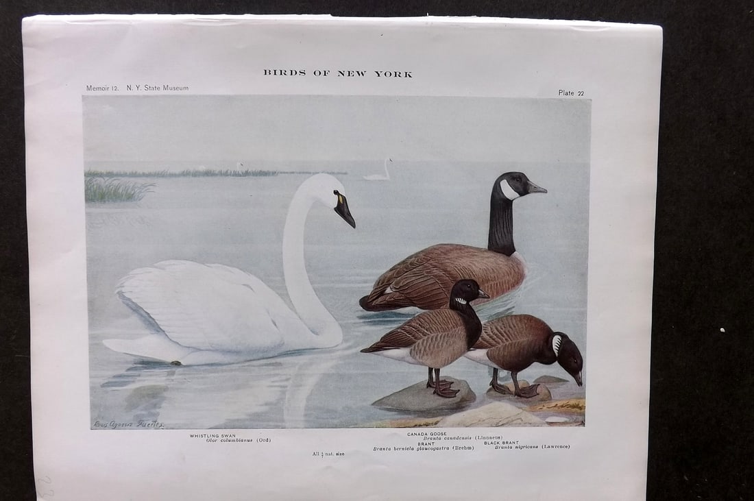 Eaton & Fuertes Birds of New York 1910 Bird Print. Whistling Swan, Canada Goose 22: Collotype Published 1909-15, Albany for "The Birds of New York" by Elon Howard Eaton. Illustrated by Louis Agassiz Fuertes. Part of the New York State Museum Annual Report Series. Paper Size: 11.5 x 9