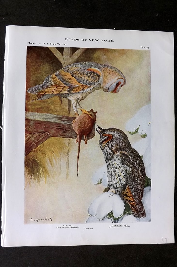 Eaton & Fuertes Birds of New York 1910 Bird Print. Barn Owl, Long Eared Owl 53: Collotype Published 1909-15, Albany for "The Birds of New York" by Elon Howard Eaton. Illustrated by Louis Agassiz Fuertes. Part of the New York State Museum Annual Report Series. Paper Size: 11.5 x 9