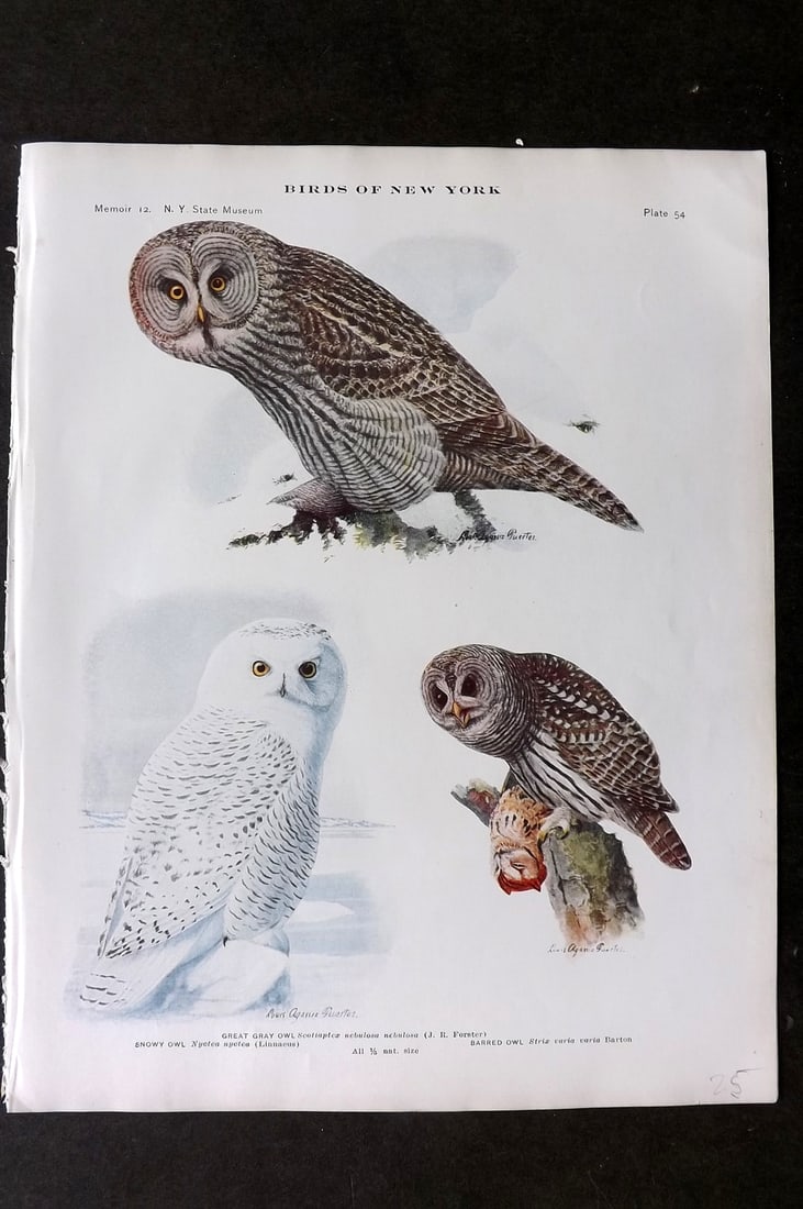 Eaton & Fuertes Birds of New York 1910 Bird Print. Snowy Owl, Great Gray Owl, Barred Owl 54 (1 of 1)