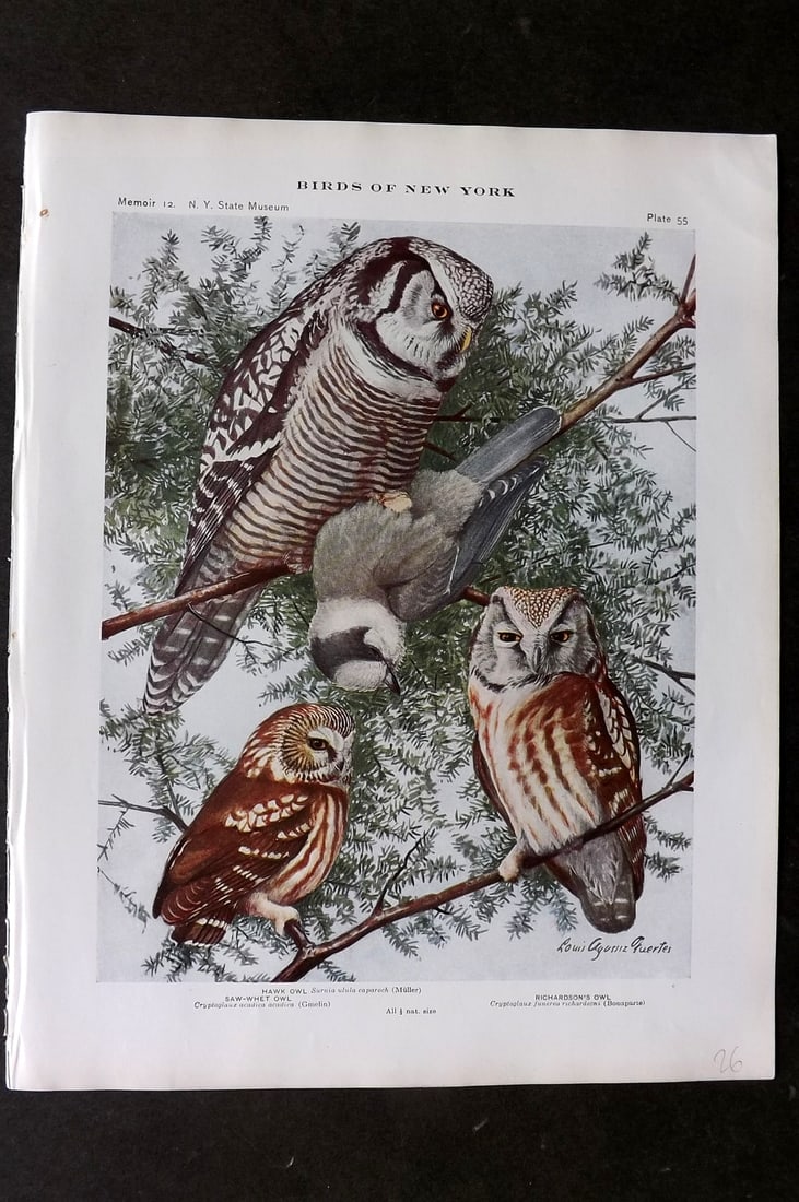 Eaton & Fuertes Birds of New York 1910 Bird Print. Hawk Owl, Saw-Whet Owl, Richardson's Owl 55 (1 of 1)