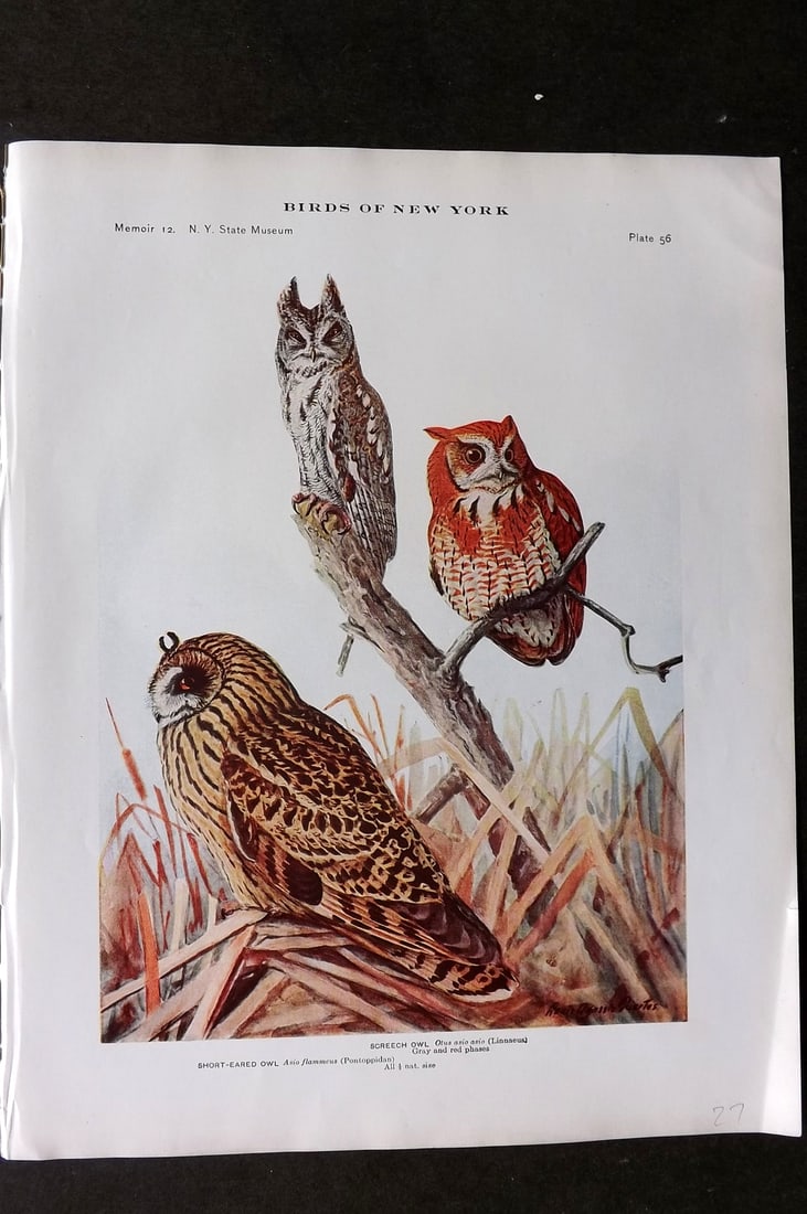 Eaton & Fuertes Birds of New York 1910 Bird Print. Screech Owl, Short Eared Owl 56: Collotype Published 1909-15, Albany for "The Birds of New York" by Elon Howard Eaton. Illustrated by Louis Agassiz Fuertes. Part of the New York State Museum Annual Report Series. Paper Size: 11.5 x 9