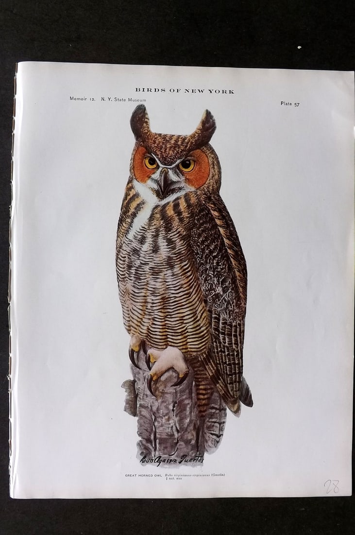 Eaton & Fuertes Birds of New York 1910 Bird Print. Great Horned Owl 57: Collotype Published 1909-15, Albany for "The Birds of New York" by Elon Howard Eaton. Illustrated by Louis Agassiz Fuertes. Part of the New York State Museum Annual Report Series. Paper Size: 11.5 x 9