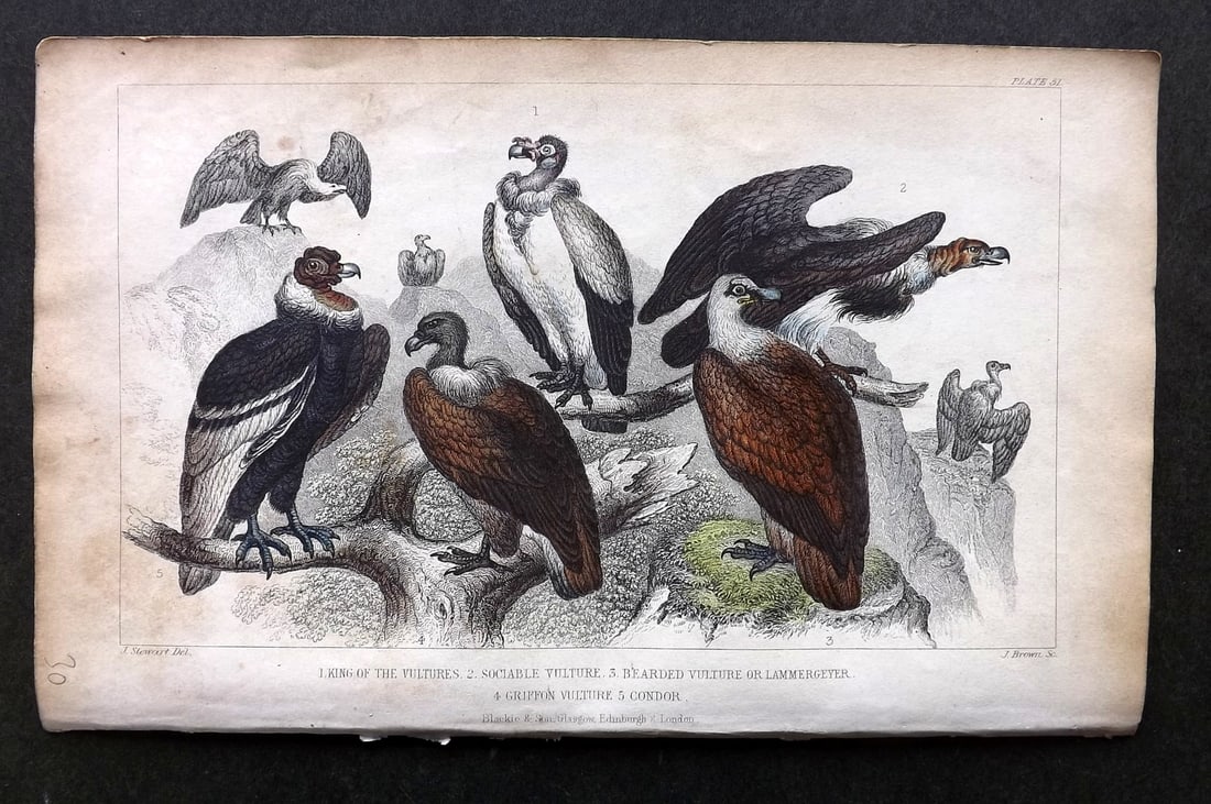 Goldsmith, Oliver C1860 Hand Col Bird Print. King of the Vultures, Sociable Vulture, Griffon Vulture: Hand Colored Steel Engraving Published C1860 by Blackie & Son, London for "A History of the Earth and Animated Nature" by Oliver Goldsmith. Paper Size: 9.5 x 6 inch (24 x 16cm) Some toning present, ot