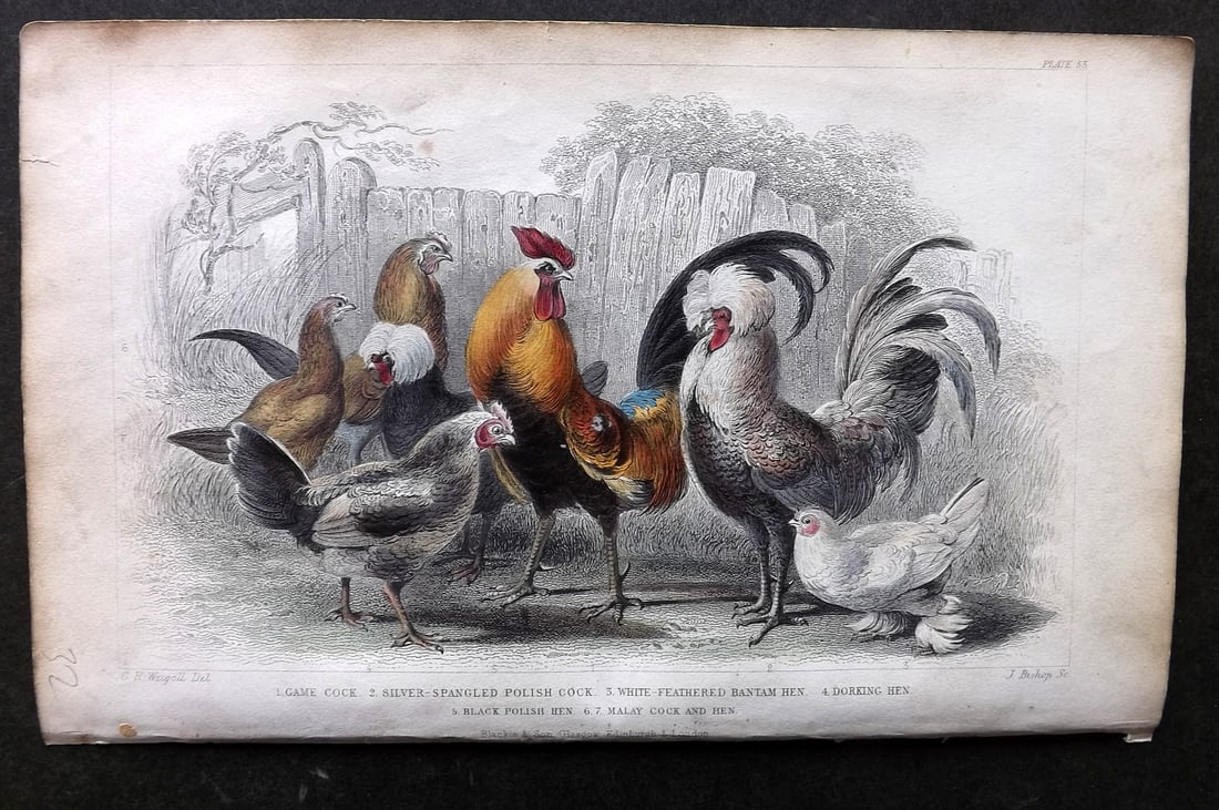 Goldsmith, Oliver C1860 Hand Col Bird Print. Game Cock, Spangled Polish, Dorking Hen 53: Hand Colored Steel Engraving Published C1860 by Blackie & Son, London for "A History of the Earth and Animated Nature" by Oliver Goldsmith. Paper Size: 9.5 x 6 inch (24 x 16cm) Some toning present, ot