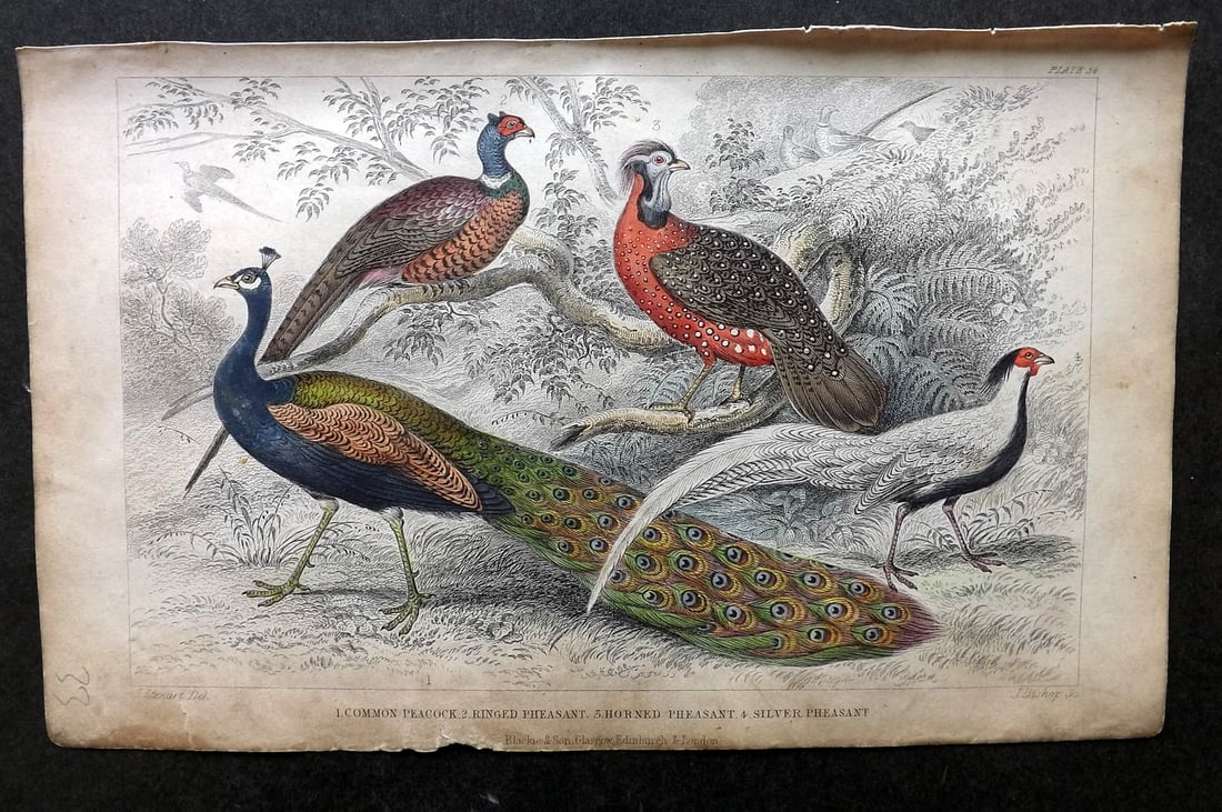 Goldsmith, Oliver C1860 Hand Col Bird Print. Peacock, Ringed Pheasant, Horned Pheasant 54: Hand Colored Steel Engraving Published C1860 by Blackie & Son, London for "A History of the Earth and Animated Nature" by Oliver Goldsmith. Paper Size: 9.5 x 6 inch (24 x 16cm) Some toning present, ot