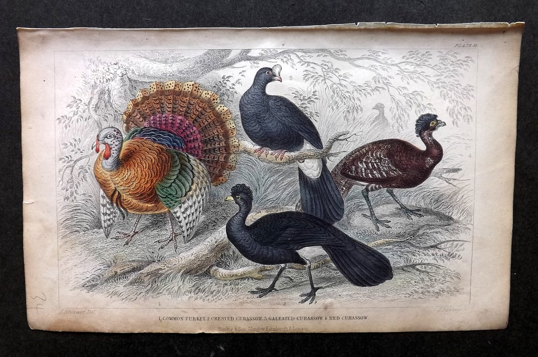 Goldsmith, Oliver C1860 Hand Col Bird Print. Common Turkey, Crested Curassow 55 (1 of 1)