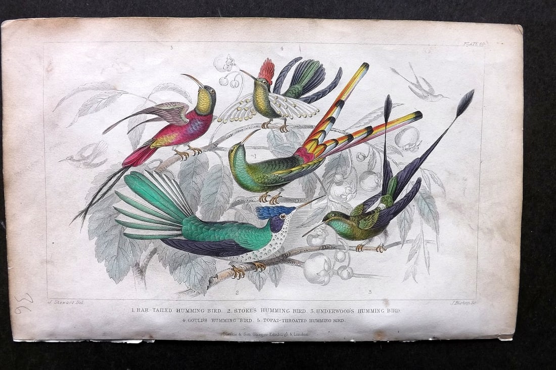 Goldsmith, Oliver C1860 Hand Col Bird Print. Hummingbirds 60: Hand Colored Steel Engraving Published C1860 by Blackie & Son, London for "A History of the Earth and Animated Nature" by Oliver Goldsmith. Paper Size: 9.5 x 6 inch (24 x 16cm) Some toning present, ot