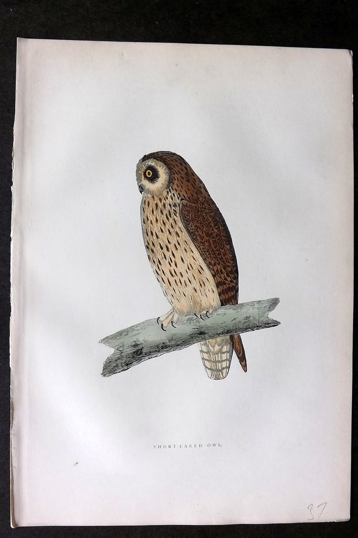 Morris, Francis 1903 Hand Col Bird Print. Short Eared Owl: Woodblocks Published 1903, London for "A History of British Birds" by the Rev. Francis Orpen Morris. Printed in colours and finished by hand. Paper Size: 10 x 7 inch (25 x 18cm) Good Condition