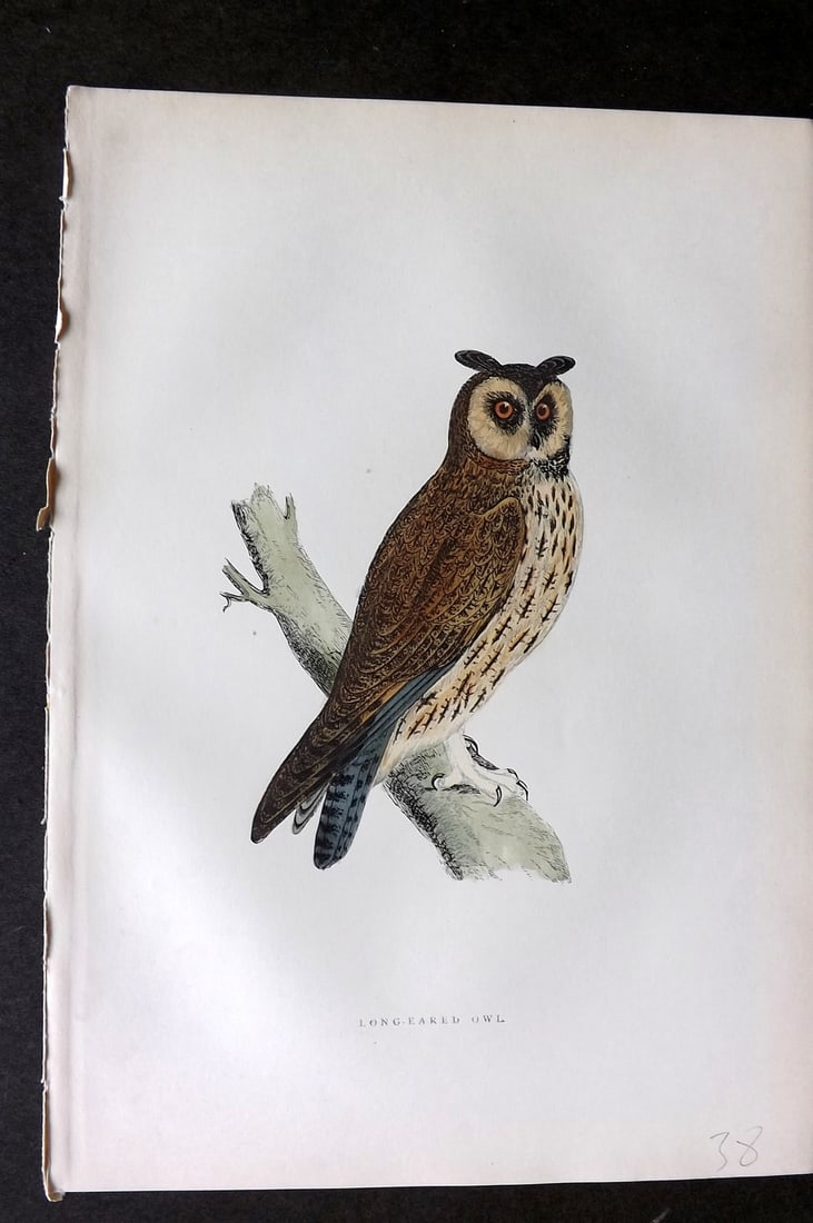 Morris, Francis 1903 Hand Col Bird Print. Long Eared Owl: Woodblocks Published 1903, London for "A History of British Birds" by the Rev. Francis Orpen Morris. Printed in colours and finished by hand. Paper Size: 10 x 7 inch (25 x 18cm) Good Condition