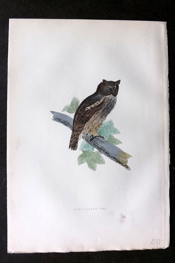 Morris, Francis 1903 Hand Col Bird Print. Scops Eared Owl: Woodblocks Published 1903, London for "A History of British Birds" by the Rev. Francis Orpen Morris. Printed in colours and finished by hand. Paper Size: 10 x 7 inch (25 x 18cm) Good Condition