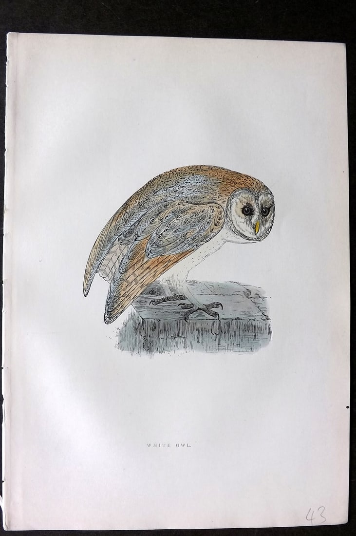 Morris, Francis 1903 Hand Col Bird Print. White Owl: Woodblocks Published 1903, London for "A History of British Birds" by the Rev. Francis Orpen Morris. Printed in colours and finished by hand. Paper Size: 10 x 7 inch (25 x 18cm) Good Condition