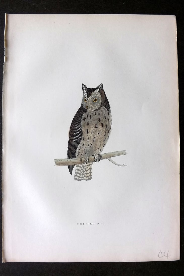 Morris, Francis 1903 Hand Col Bird Print. Mottled Owl: Woodblocks Published 1903, London for "A History of British Birds" by the Rev. Francis Orpen Morris. Printed in colours and finished by hand. Paper Size: 10 x 7 inch (25 x 18cm) Good Condition