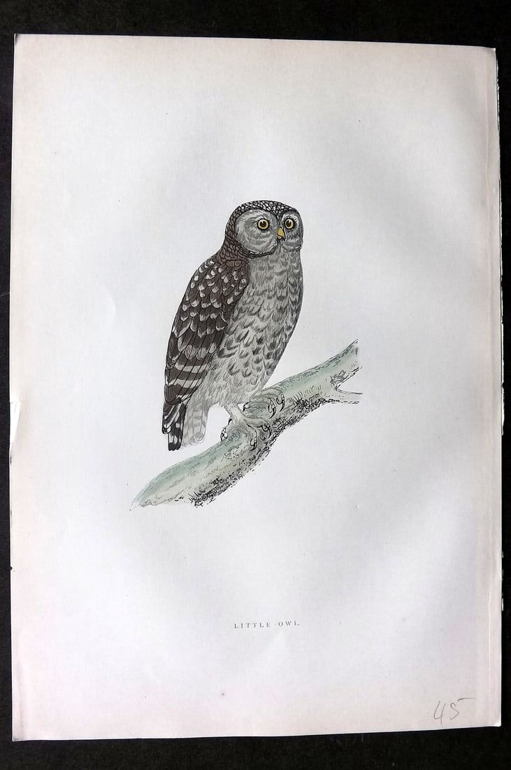 Morris, Francis 1903 Hand Col Bird Print. Little Owl: Woodblocks Published 1903, London for "A History of British Birds" by the Rev. Francis Orpen Morris. Printed in colours and finished by hand. Paper Size: 10 x 7 inch (25 x 18cm) Good Condition