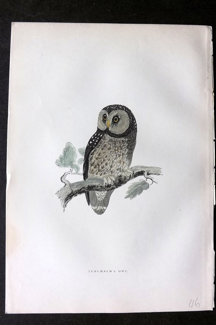 Morris, Francis 1903 Hand Col Bird Print. Tengmalm's Owl: Woodblocks Published 1903, London for "A History of British Birds" by the Rev. Francis Orpen Morris. Printed in colours and finished by hand. Paper Size: 10 x 7 inch (25 x 18cm) Good Condition