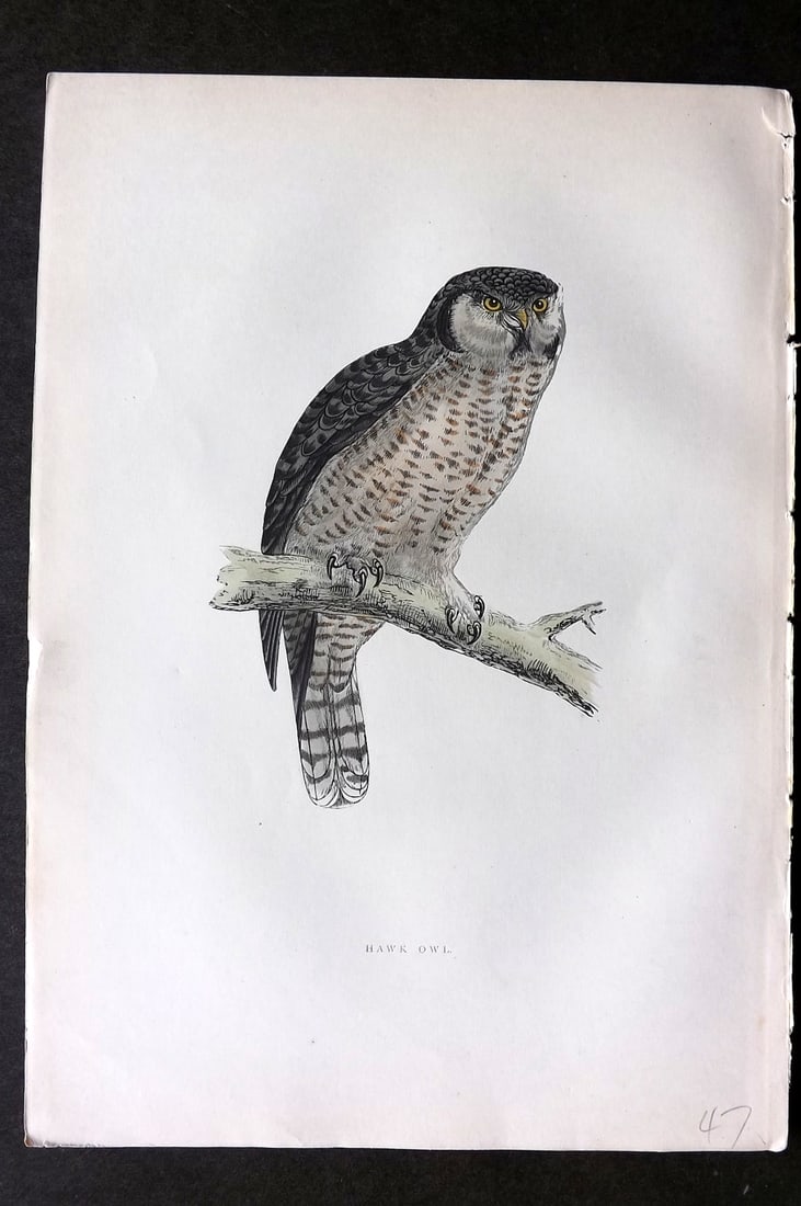 Morris, Francis 1903 Hand Col Bird Print. Hawk Owl: Woodblocks Published 1903, London for "A History of British Birds" by the Rev. Francis Orpen Morris. Printed in colours and finished by hand. Paper Size: 10 x 7 inch (25 x 18cm) Good Condition