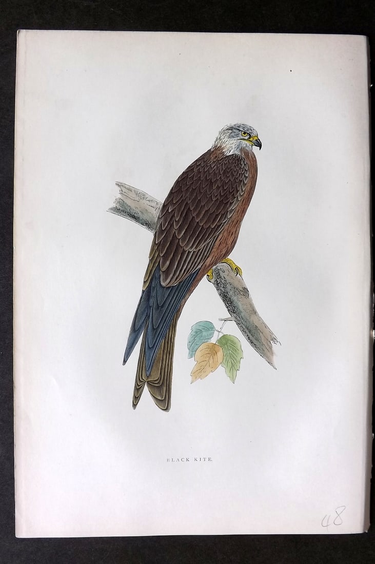 Morris, Francis 1903 Hand Col Bird Print. Black Kite: Woodblocks Published 1903, London for "A History of British Birds" by the Rev. Francis Orpen Morris. Printed in colours and finished by hand. Paper Size: 10 x 7 inch (25 x 18cm) Good Condition