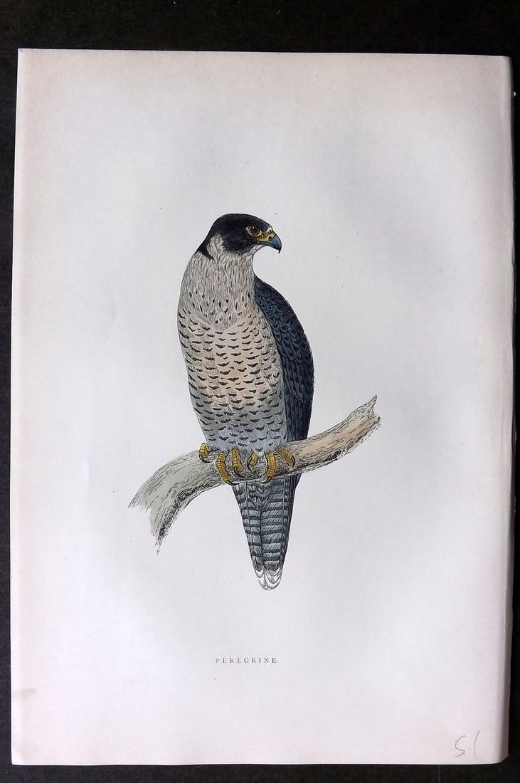 Morris, Francis 1903 Hand Col Bird Print. Peregrine Falcon: Woodblocks Published 1903, London for "A History of British Birds" by the Rev. Francis Orpen Morris. Printed in colours and finished by hand. Paper Size: 10 x 7 inch (25 x 18cm) Good Condition