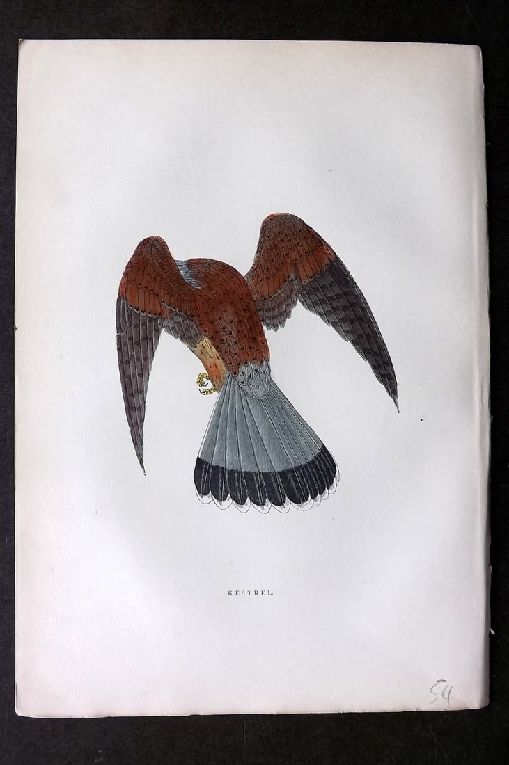 Morris, Francis 1903 Hand Col Bird Print. Kestrel: Woodblocks Published 1903, London for "A History of British Birds" by the Rev. Francis Orpen Morris. Printed in colours and finished by hand. Paper Size: 10 x 7 inch (25 x 18cm) Good Condition