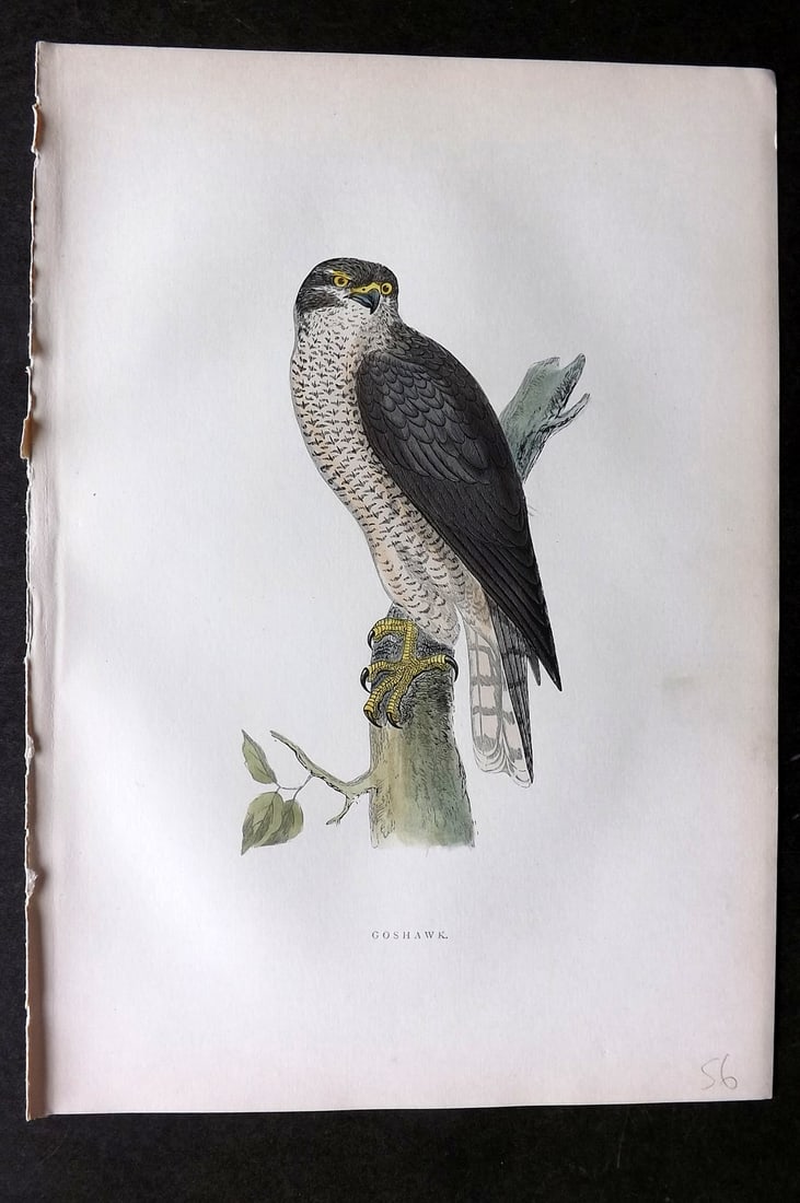 Morris, Francis 1903 Hand Col Bird Print. Goshawk: Woodblocks Published 1903, London for "A History of British Birds" by the Rev. Francis Orpen Morris. Printed in colours and finished by hand. Paper Size: 10 x 7 inch (25 x 18cm) Good Condition