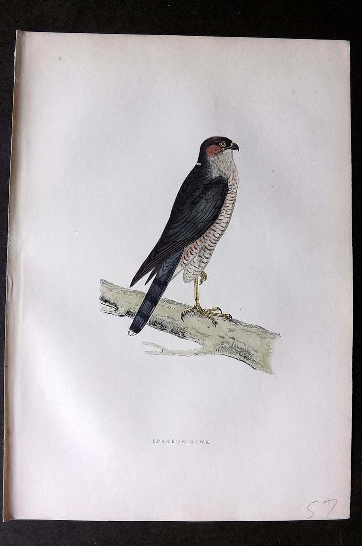 Morris, Francis 1903 Hand Col Bird Print. Sparrowhawk: Woodblocks Published 1903, London for "A History of British Birds" by the Rev. Francis Orpen Morris. Printed in colours and finished by hand. Paper Size: 10 x 7 inch (25 x 18cm) Good Condition
