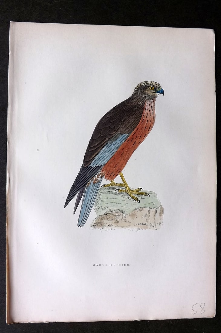 Morris, Francis 1903 Hand Col Bird Print. Marsh Harrier: Woodblocks Published 1903, London for "A History of British Birds" by the Rev. Francis Orpen Morris. Printed in colours and finished by hand. Paper Size: 10 x 7 inch (25 x 18cm) Good Condition