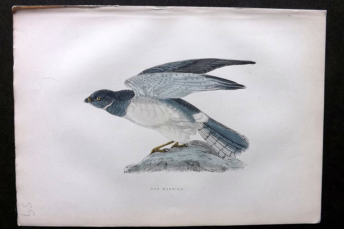 Morris, Francis 1903 Hand Col Bird Print. Hen Harrier: Woodblocks Published 1903, London for "A History of British Birds" by the Rev. Francis Orpen Morris. Printed in colours and finished by hand. Paper Size: 10 x 7 inch (25 x 18cm) Good Condition