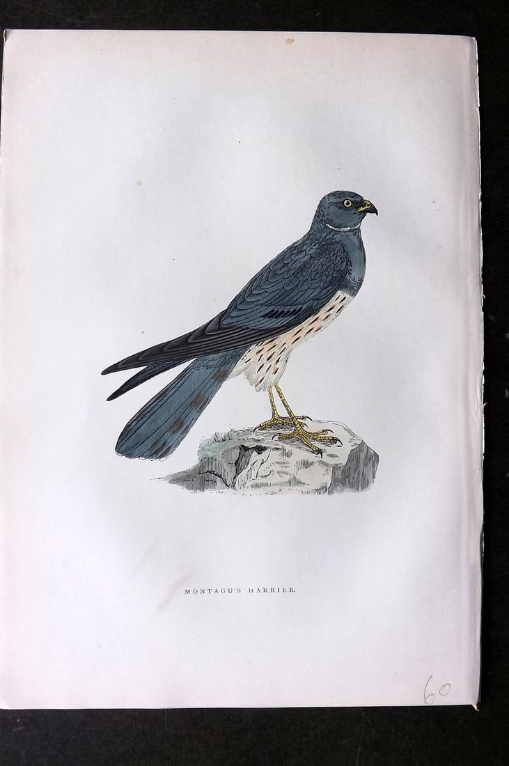 Morris, Francis 1903 Hand Col Bird Print. Montagus Harrier: Woodblocks Published 1903, London for "A History of British Birds" by the Rev. Francis Orpen Morris. Printed in colours and finished by hand. Paper Size: 10 x 7 inch (25 x 18cm) Good Condition