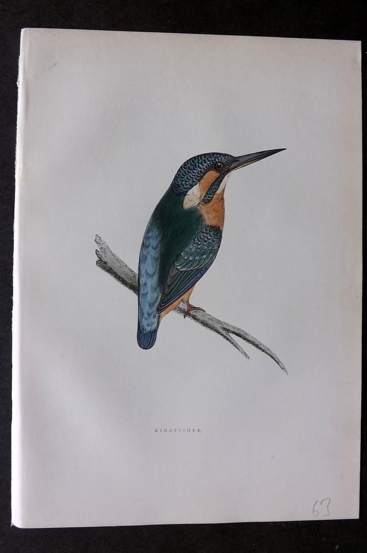 Morris, Francis 1903 Hand Col Bird Print. Kingfisher (1 of 1)
