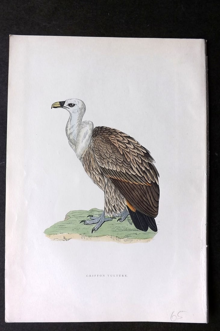 Morris, Francis 1903 Hand Col Bird Print. Griffon Vulture: Woodblocks Published 1903, London for "A History of British Birds" by the Rev. Francis Orpen Morris. Printed in colours and finished by hand. Paper Size: 10 x 7 inch (25 x 18cm) Good Condition