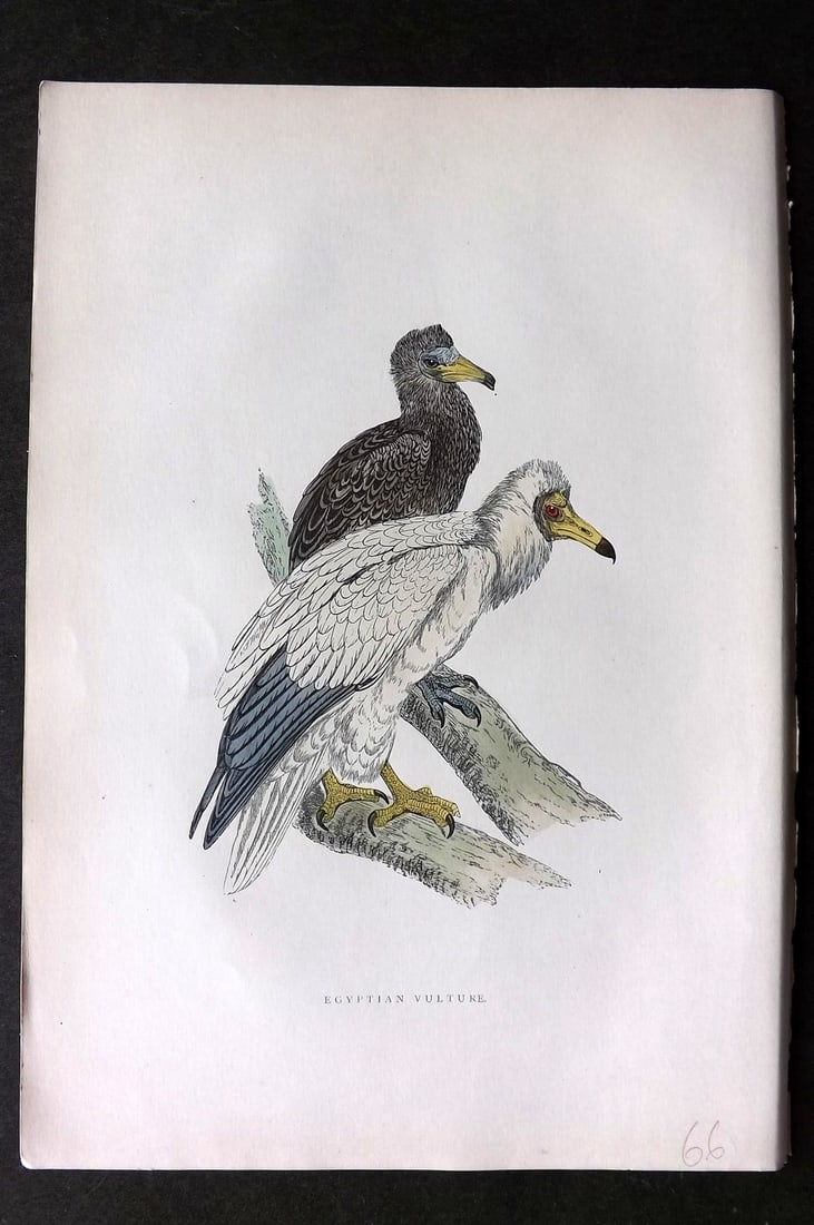 Morris, Francis 1903 Hand Col Bird Print. Egyptian Vulture: Woodblocks Published 1903, London for "A History of British Birds" by the Rev. Francis Orpen Morris. Printed in colours and finished by hand. Paper Size: 10 x 7 inch (25 x 18cm) Good Condition