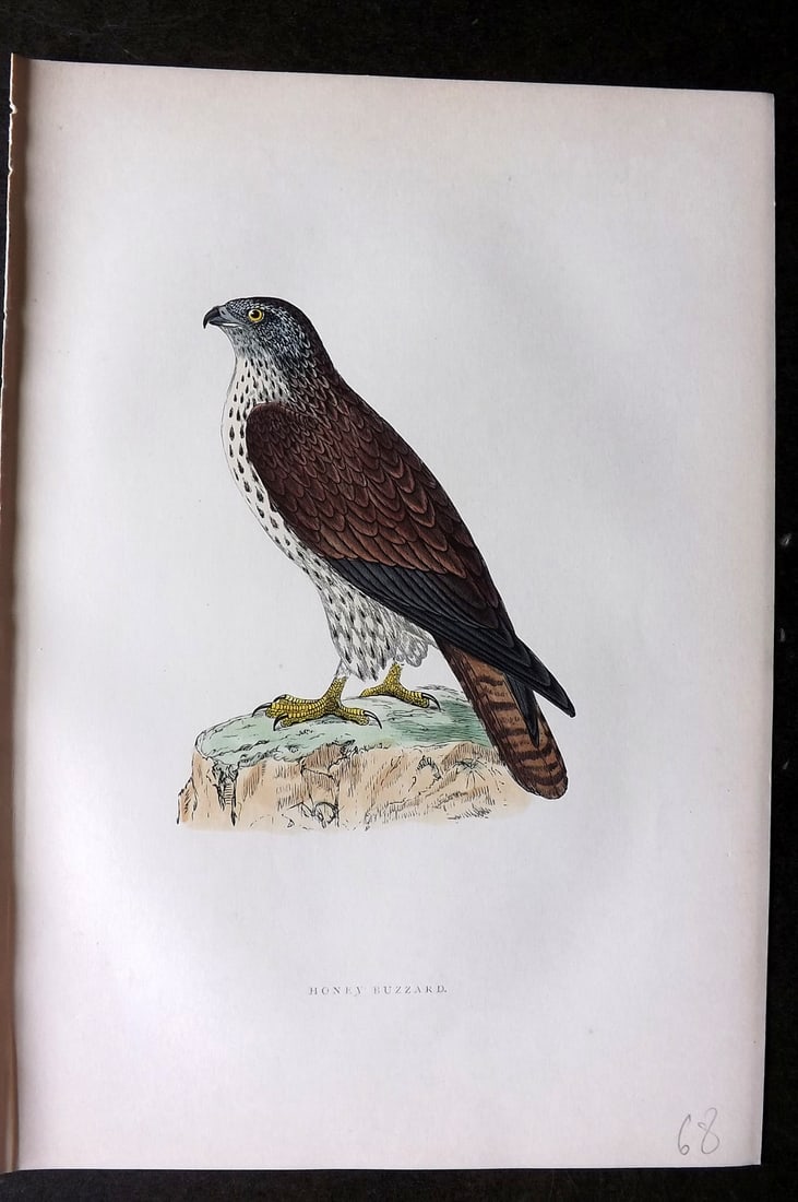 Morris, Francis 1903 Hand Col Bird Print. Honey Buzzard: Woodblocks Published 1903, London for "A History of British Birds" by the Rev. Francis Orpen Morris. Printed in colours and finished by hand. Paper Size: 10 x 7 inch (25 x 18cm) Good Condition