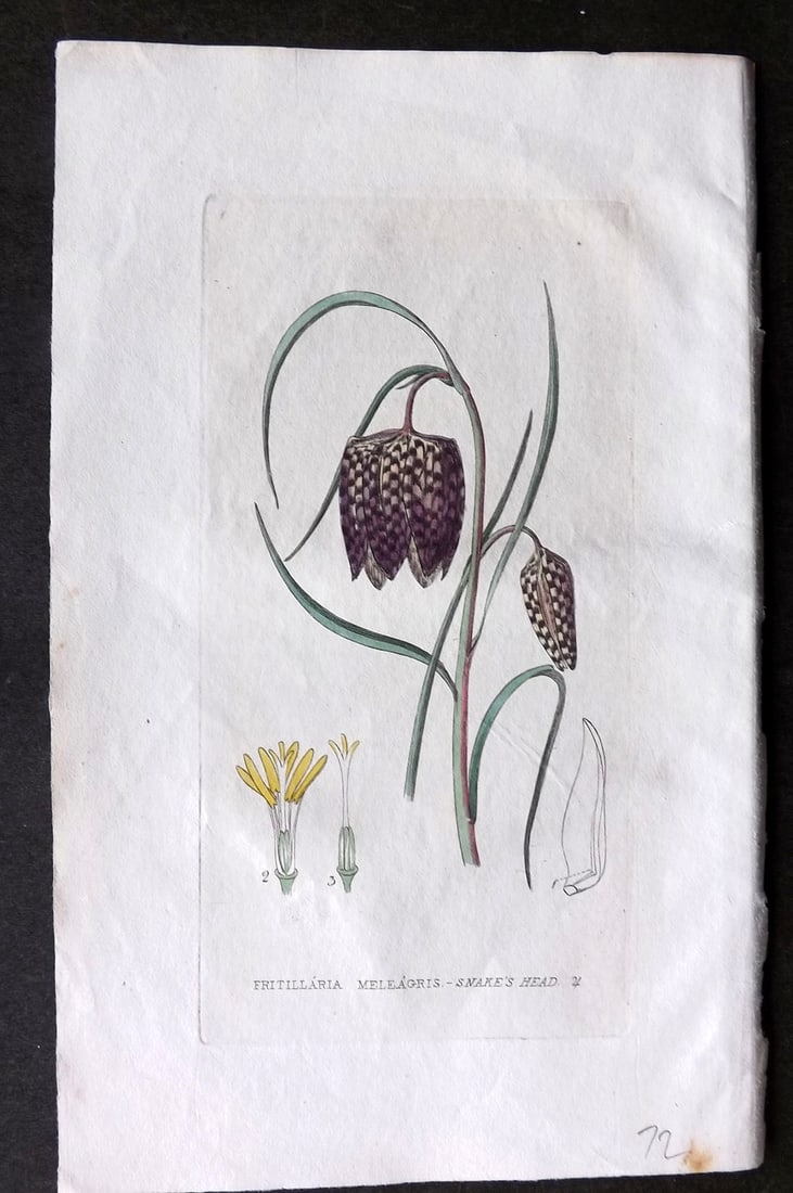 Baxter, George 1834 Hand Col Botanical Print. Snakes Head 01: Hand Colored Etching Published 1834-43, Oxford for "British Phaenogamous Botany; or, Figures and Descriptions of British Flowering Plants" by William Baxter. Paper Size: 8.5 x 5.5 inch (22 x 14cm) Goo