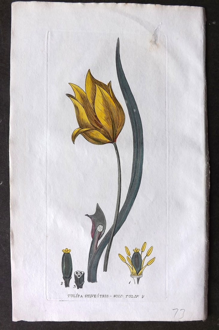 Baxter 1834 Hand Col Botanical Print. Wild Tulip 02: Hand Colored Etching Published 1834-43, Oxford for "British Phaenogamous Botany; or, Figures and Descriptions of British Flowering Plants" by William Baxter. Paper Size: 8.5 x 5.5 inch (22 x 14cm) Tin
