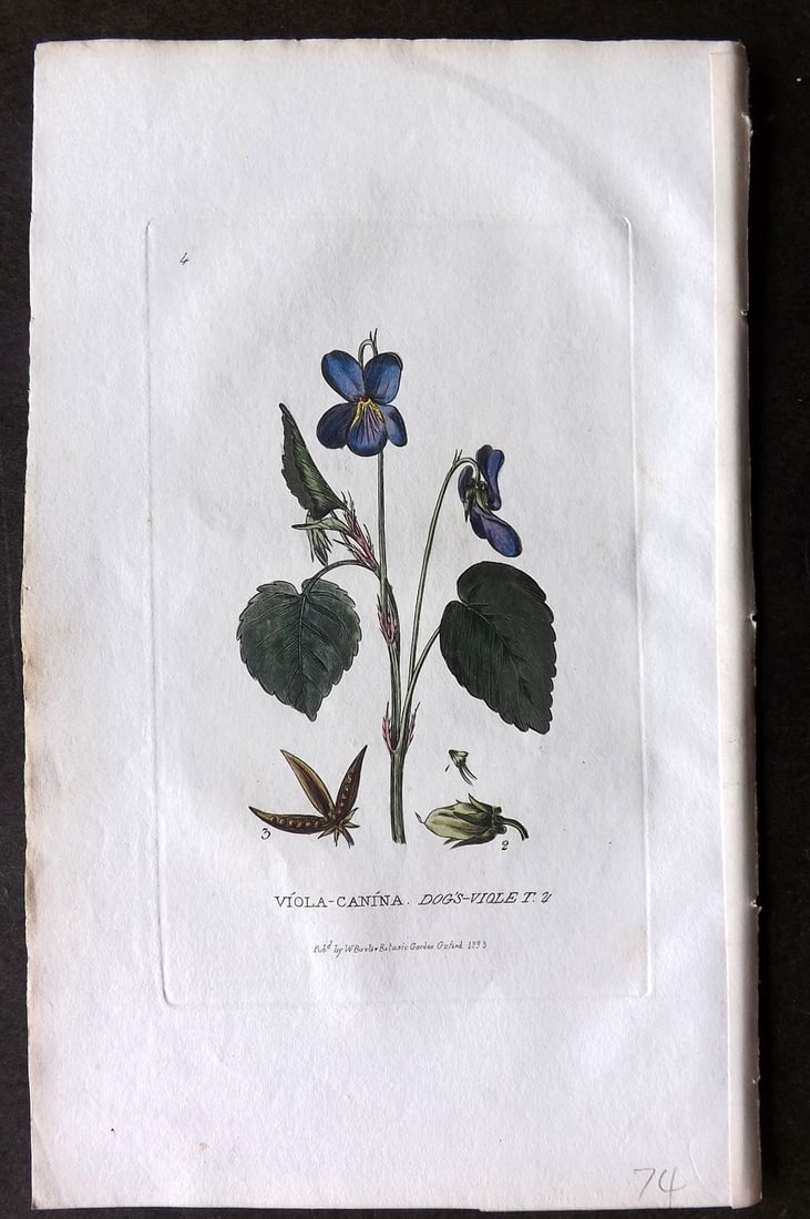 Baxter 1834 Hand Col Botanical Print. Dogs Violet 04: Hand Colored Etching Published 1834-43, Oxford for "British Phaenogamous Botany; or, Figures and Descriptions of British Flowering Plants" by William Baxter. Paper Size: 8.5 x 5.5 inch (22 x 14cm) Goo