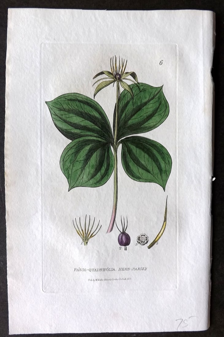Baxter 1834 Hand Col Botanical Print. Herb Paris 06 (1 of 1)