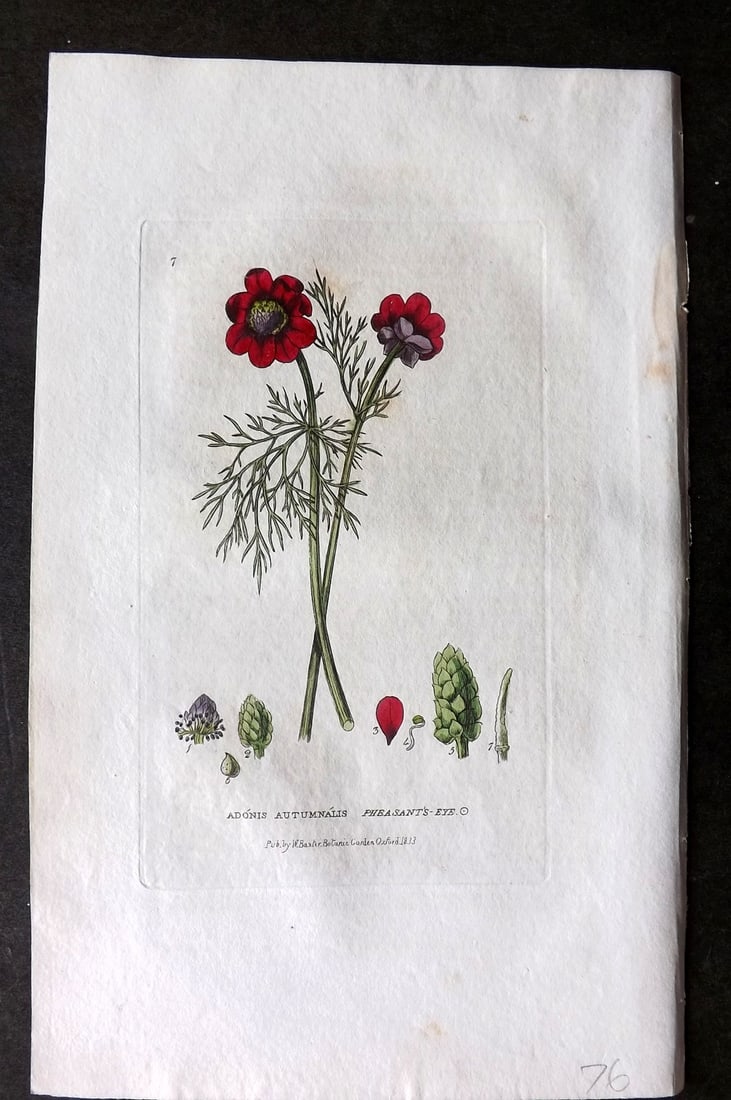 Baxter 1834 Hand Col Botanical Print. Pheasant's Eye 07: Hand Colored Etching Published 1834-43, Oxford for "British Phaenogamous Botany; or, Figures and Descriptions of British Flowering Plants" by William Baxter. Paper Size: 8.5 x 5.5 inch (22 x 14cm) Ver