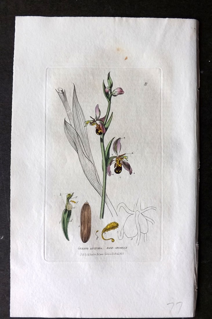 Baxter 1834 Hand Col Botanical Print. Bee Orchis 08 Orchid: Hand Colored Etching Published 1834-43, Oxford for "British Phaenogamous Botany; or, Figures and Descriptions of British Flowering Plants" by William Baxter. Paper Size: 8.5 x 5.5 inch (22 x 14cm) Ver